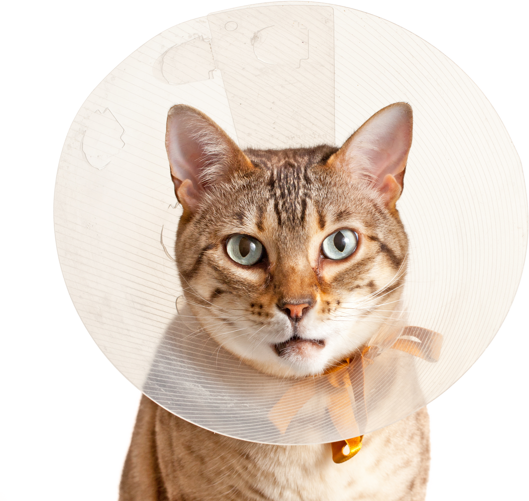 Bengal Kitten with Neck Collar