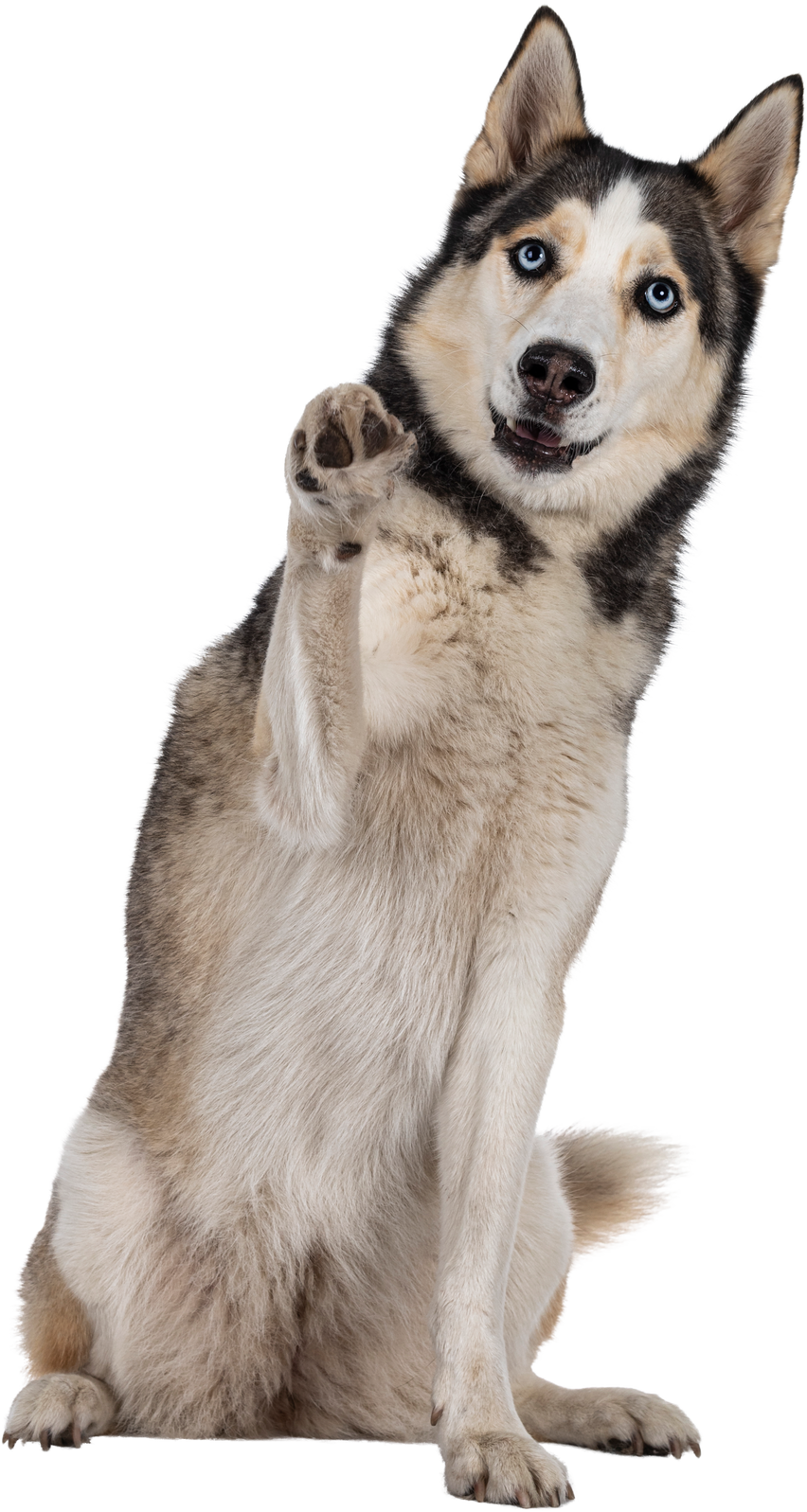 Husky Lifting One Paw Up Cutout