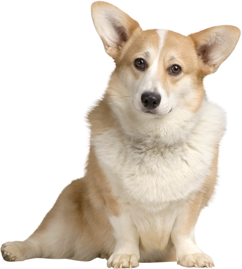 Cardigan Welsh Corgi